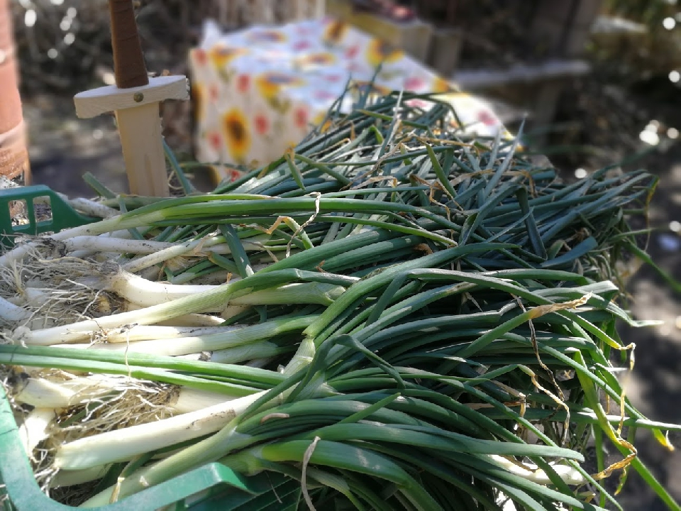 CalÇotada y parrillada en La huerta del Chorrillo